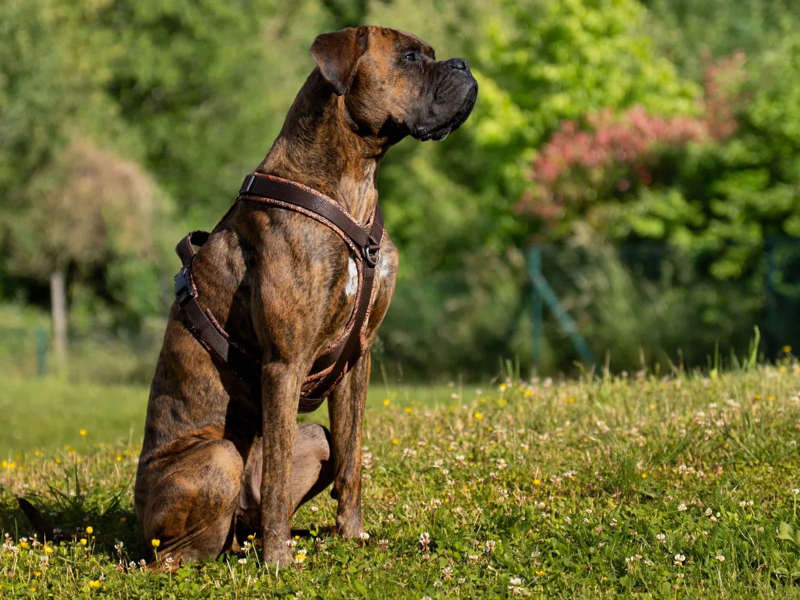 Gismo, ein gestromter Boxer im Geschirr, sitzt auf einer Wiese und blickt zur Seite