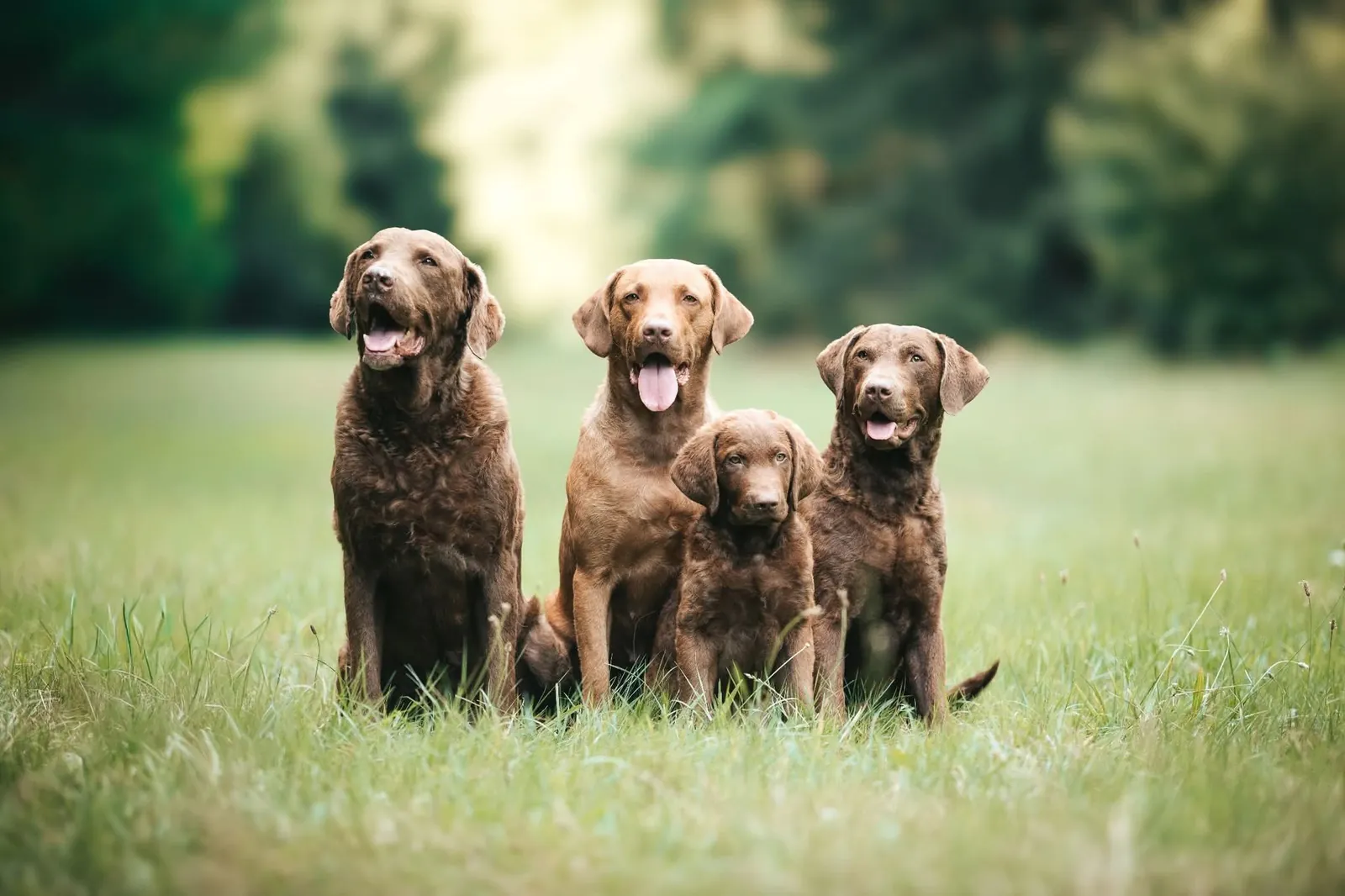 Vier braune Hunde mit welligem Fell, darunter ein Welpe, sitzen nebeneinander auf einer Wiese