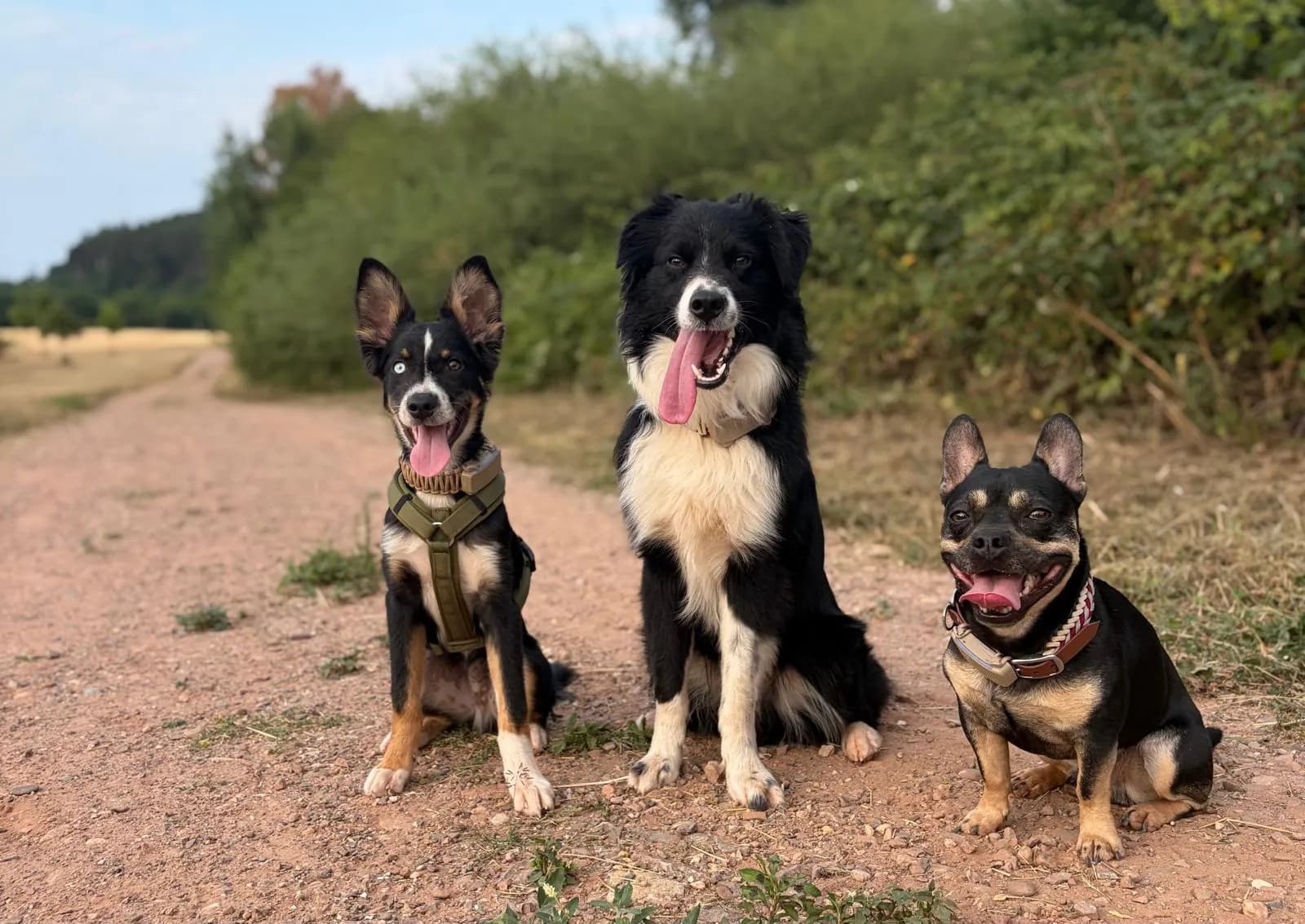 Drei Hunde sitzen nebeneinander auf einem Feldweg: ein junger schwarz-brauner Hund im grünen Geschirr, ein schwarz-weißer langhaariger Hund und eine schwarz-lohfarbene Bulldogge