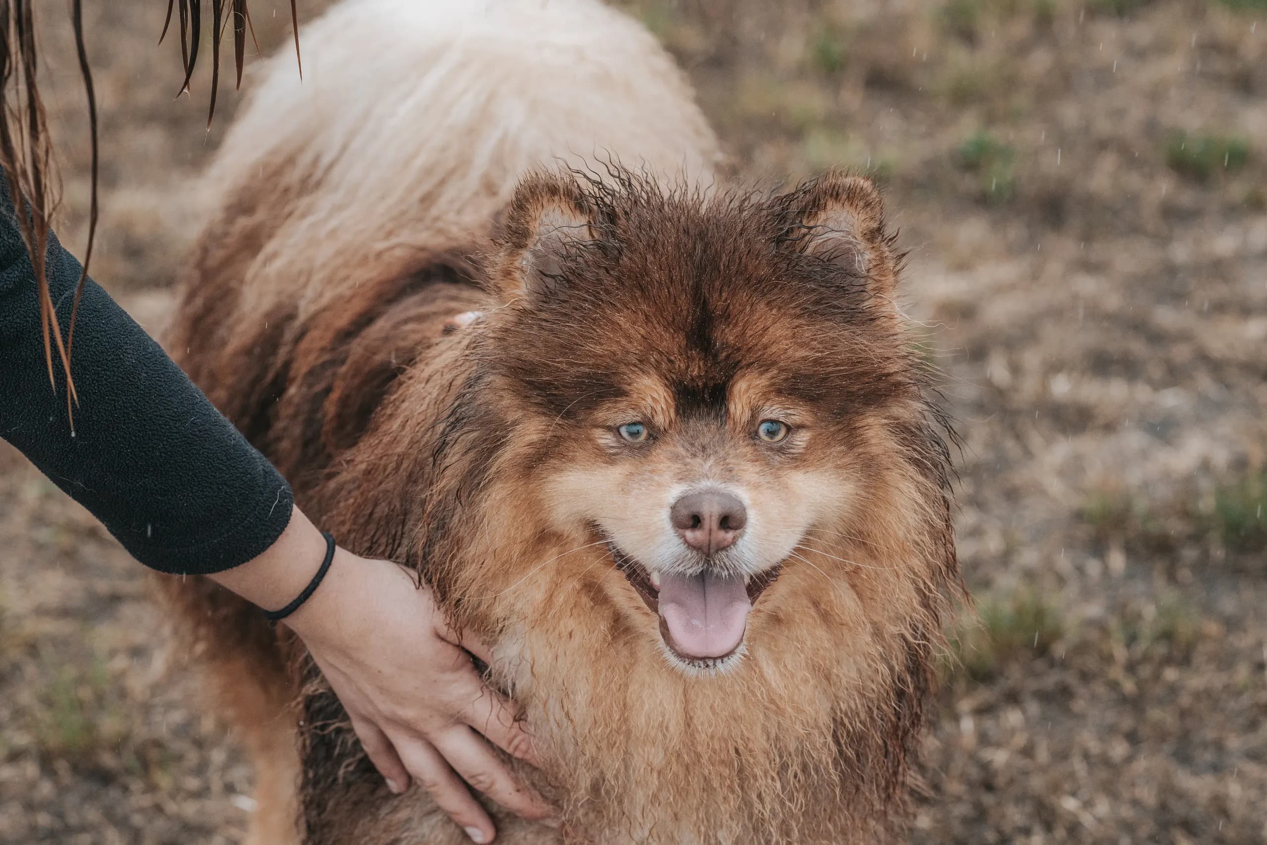 Eine Hand streichelt einen braunen Finnischen Lapphund