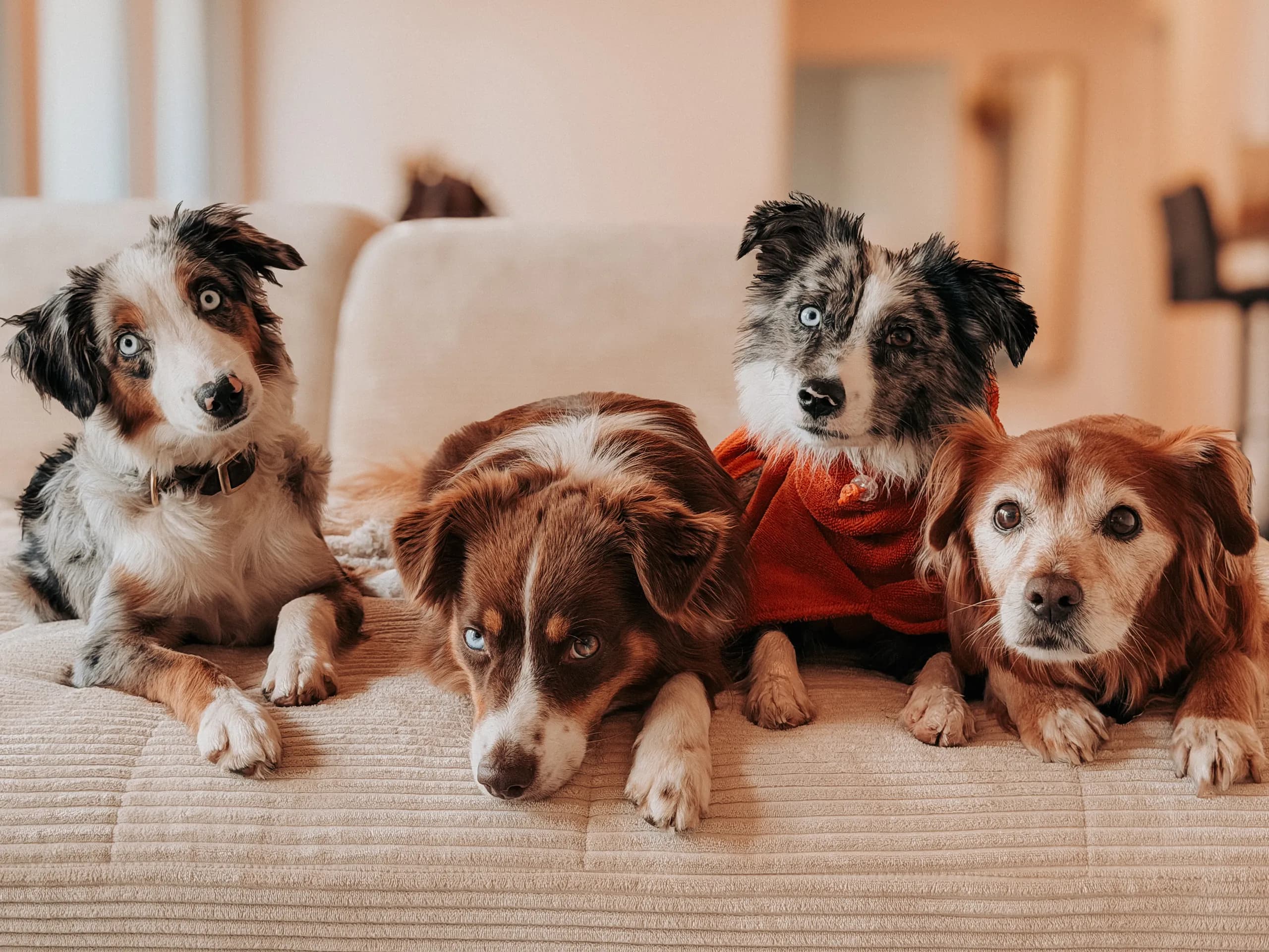 Vier Hunde liegen nebeneinander auf einer Couch der Hundetagesstätte