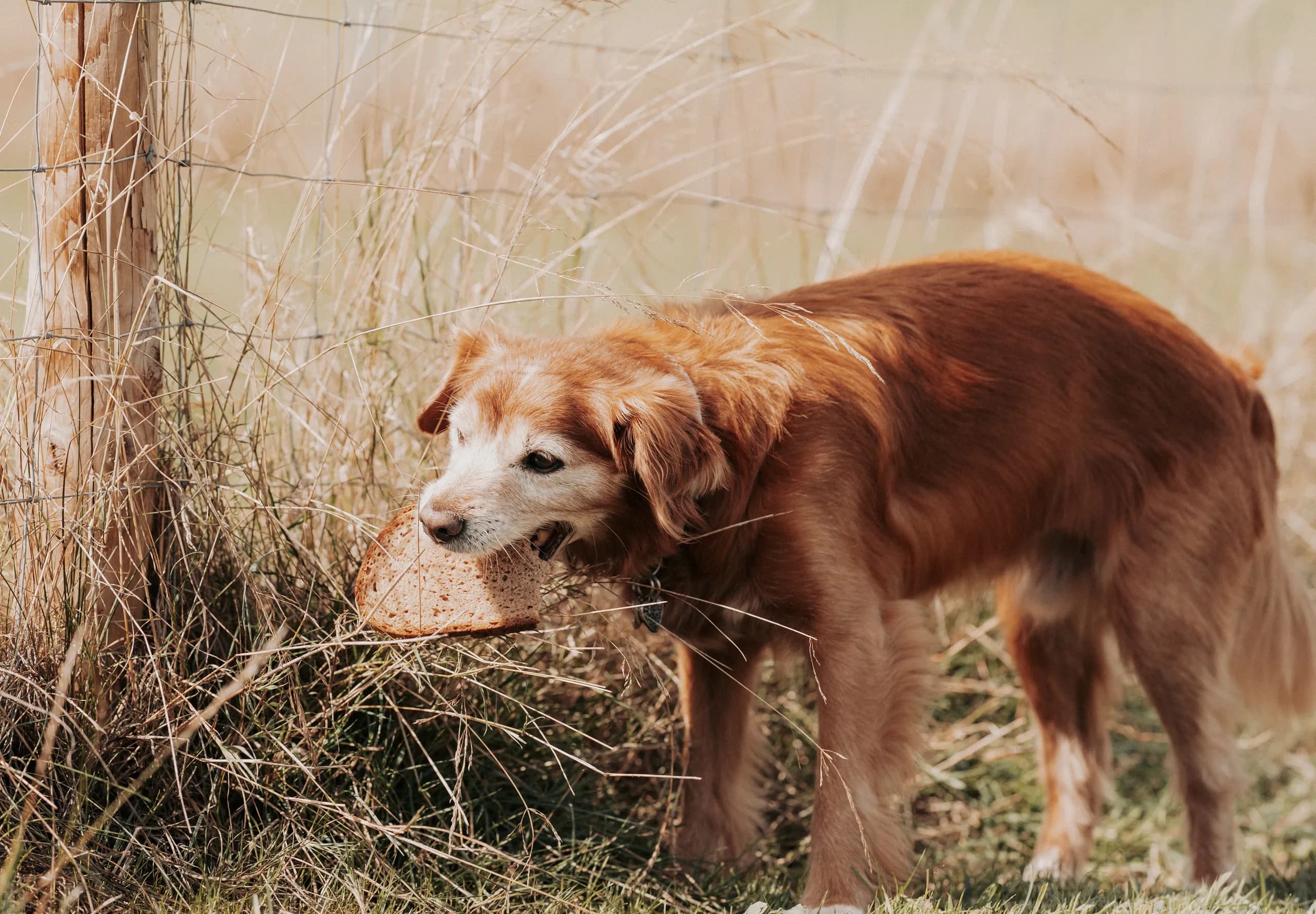Hund trägt beim Anti-Giftköder-Training eine Brotscheibe im Fang